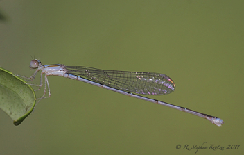 Enallagma vesperum, young female